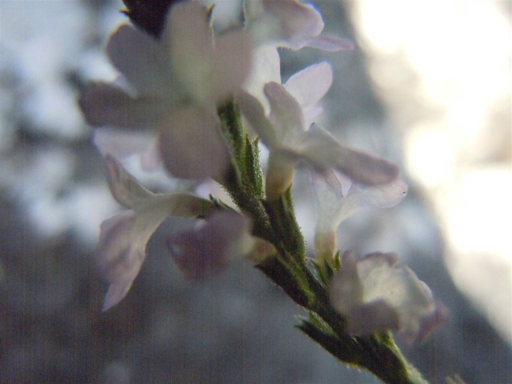 Verbena officinalis